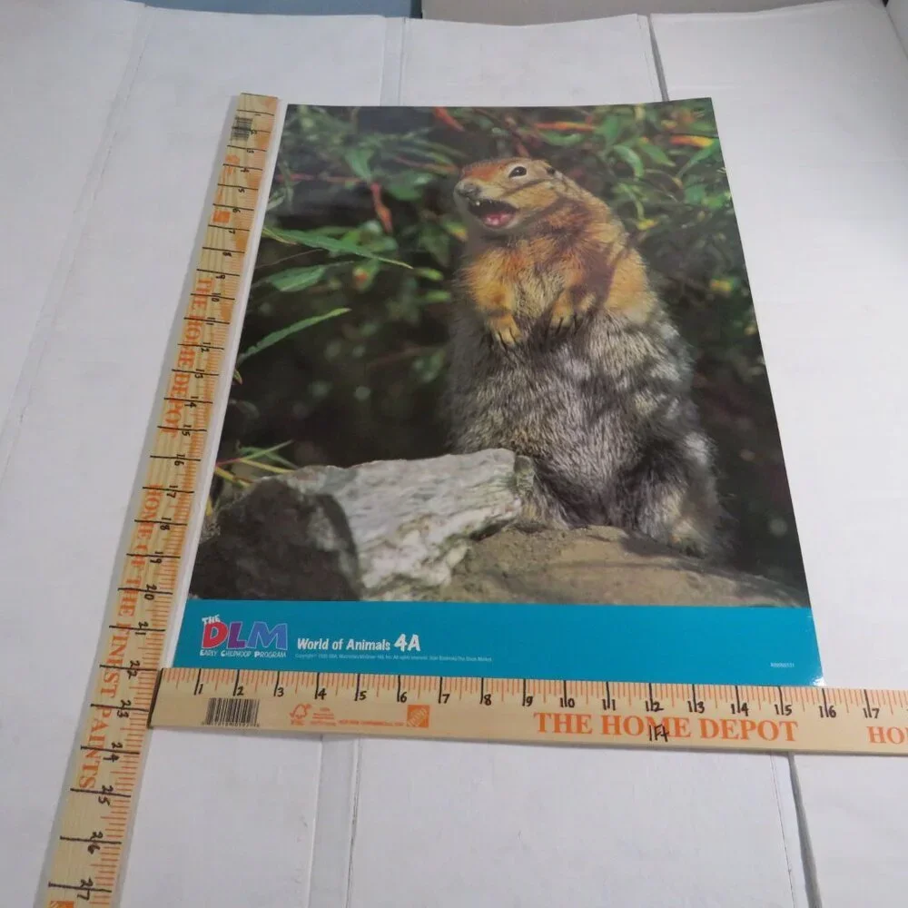 Dinosaurs & Groundhog Posters (7) EXTRA LARGE LAMINATED and non lam. Classroom